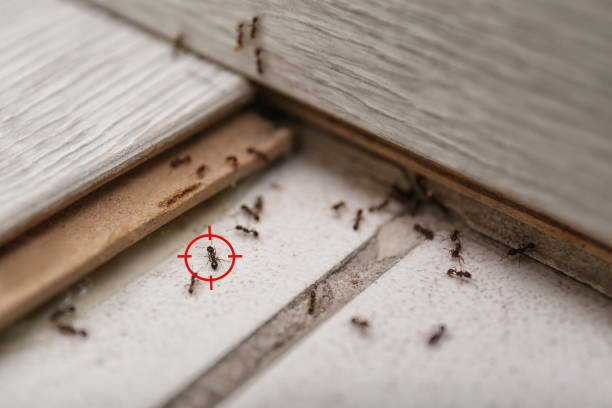 Best Mosquito Control Services  in Bridgeport, NY