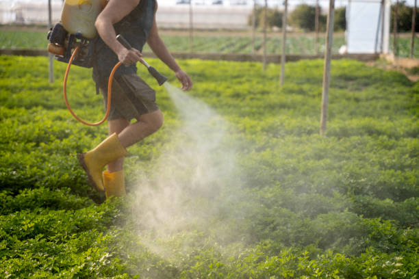 Best Ant Control Services  in Bridgeport, NY