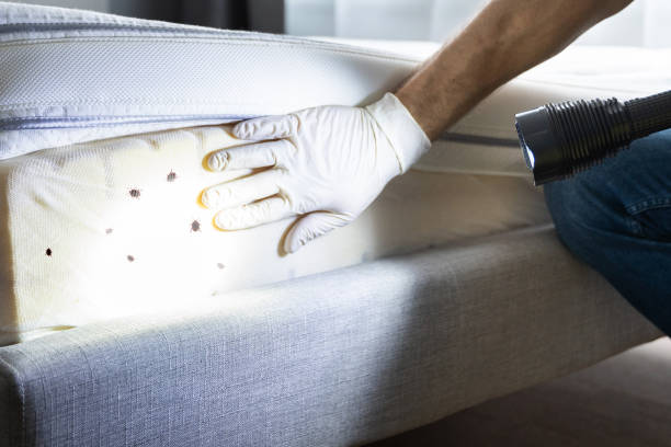 Best Pest Control Treatment  in Bridgeport, NY
