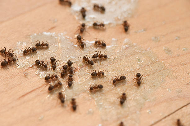 Best Residential Pest Control  in Bridgeport, NY