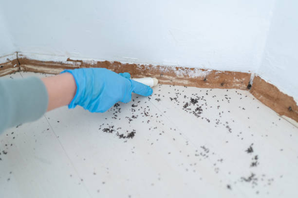 Best Exterminator Services  in Bridgeport, NY